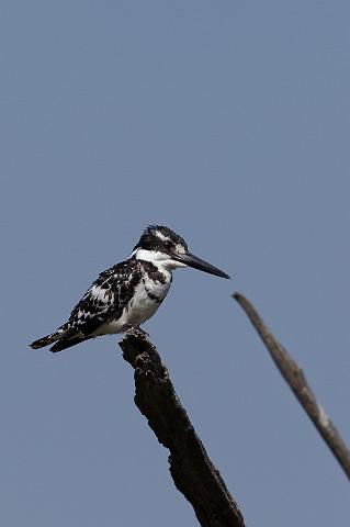 116 Okavango Delta, bonte ijsvogel.jpg